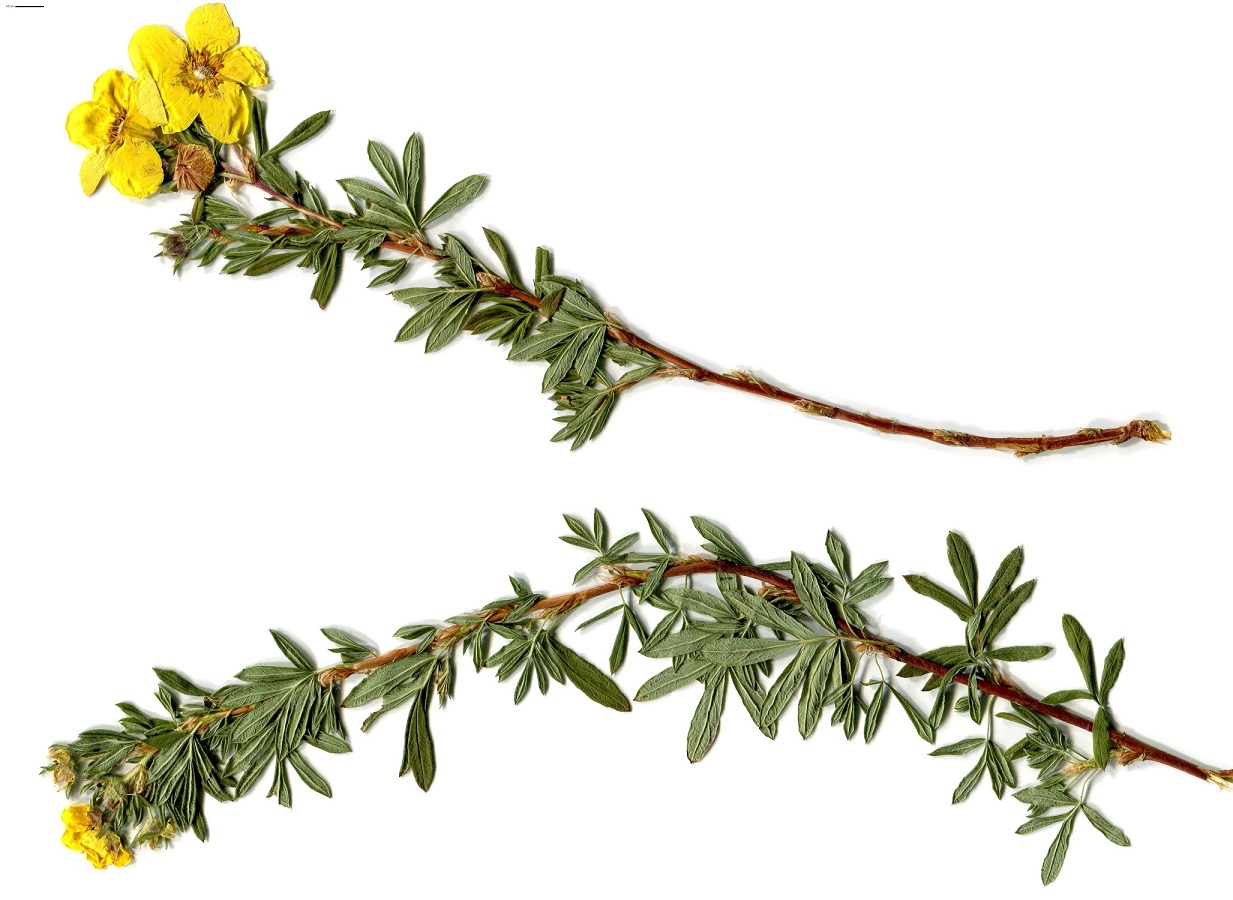 Dasiphora fruticosa (Rosaceae)